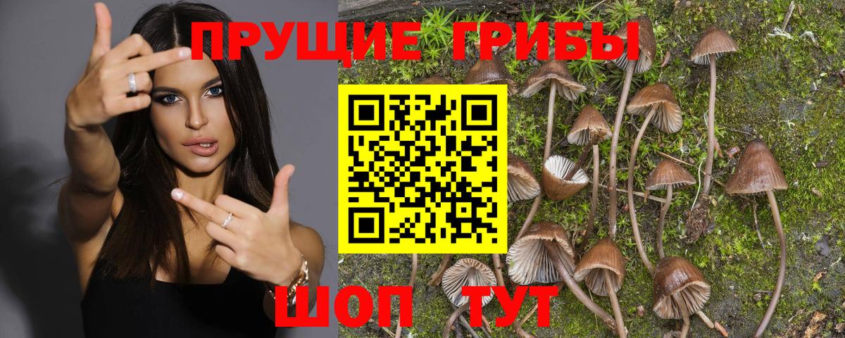 Асино  Галлюциногенные грибы Psilocybine cubensis  Вход с VPN  Псилоцибиновые грибы Psilocybine cubensis 